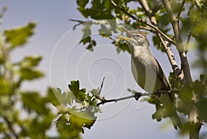 Olivaceous Warbler (Hippolais pallida) photo
