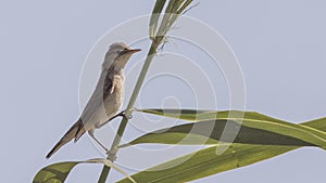 Olivaceous Warbler on Straw photo