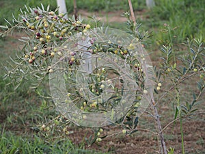 Olives green color and oval shape on a young olive tree, Lerida, Spain, Europe photo