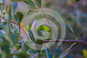 Olive acerbe su albero di ulivo secolare