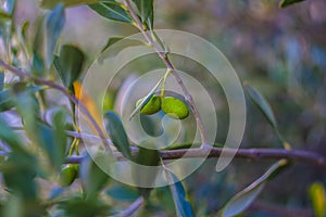 Olive acerbe su albero di ulivo secolare photo
