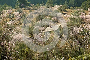 Olive and almond trees