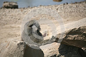 Olive Baboon