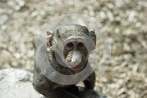 Olive Baboon Baby