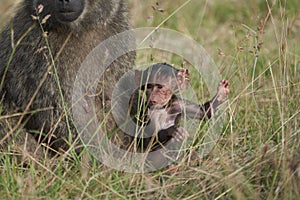 Olive baboon baby Papio anubis Anubis baboon Cercopithecidae Old world monkey