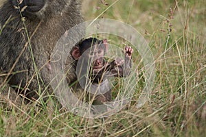 Olive baboon baby Papio anubis Anubis baboon Cercopithecidae Old world monkey