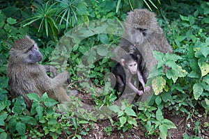 Olive baboon baby Papio anubis Anubis baboon Cercopithecidae Old world monkey