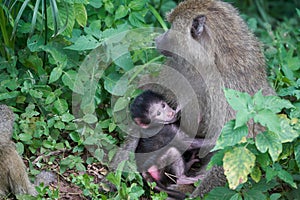 Olive baboon baby Papio anubis Anubis baboon Cercopithecidae Old world monkey