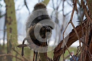 Olive baboon baby Papio anubis Anubis baboon Cercopithecidae Old world monkey photo