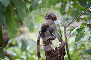 Olive baboon baby Papio anubis Anubis baboon Cercopithecidae Old world monkey photo