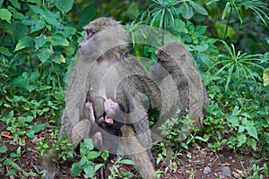 Olive baboon baby Papio anubis Anubis baboon Cercopithecidae Old world monkey photo