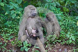 Olive baboon baby Papio anubis Anubis baboon Cercopithecidae Old world monkey photo