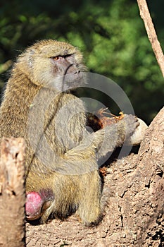 Olive baboon eating a sausage tree fruit Kigelia