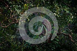 Olive baboon feeding leaves on the tree, Papio anubis, in the green vegetation, Kibale Forest in Uganda, Africa. Anubis baboon