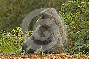 Olive Baboon, Groene Baviaan, Papio anubis