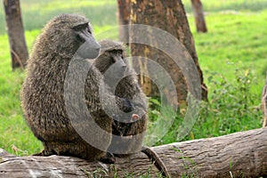 Olive baboon, Lake Nakuru National Park, Kenya