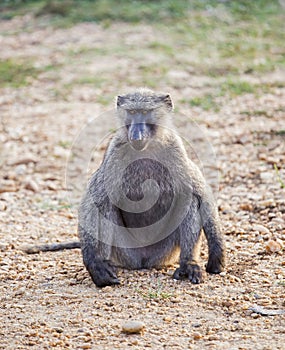 Olive Baboon