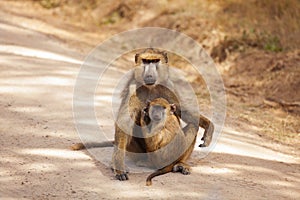 Olive Baboon mother with baby at African savannah