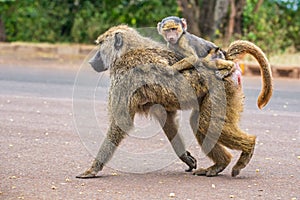Olive baboon mother with its baby walking on the street