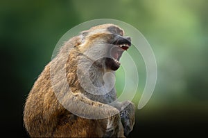 Olive Baboon - Old World monkey