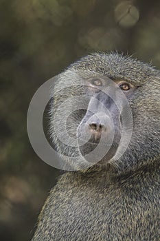 Olive Baboon