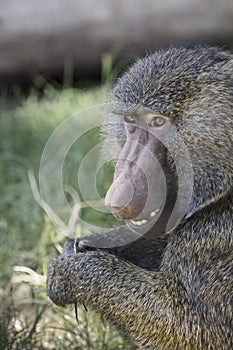 Olive Baboon