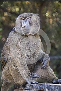 Olive Baboon
