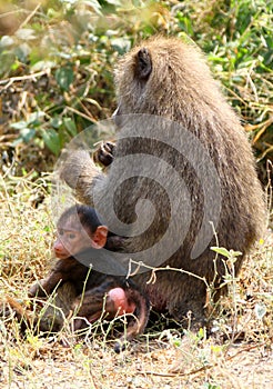 Olive Baboon (Papio anubis)