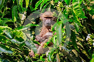 Olive baboon Papio anubis, also called Anubis baboon, on a tree in Lake Manyara National Park in Tanzania