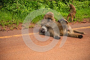 olive baboon (Papio anubis) Anubis baboon sitting on road in Kenya