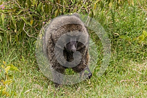 Olive Baboon (Papio anubis) in the Hell's Gate National Park, Ken