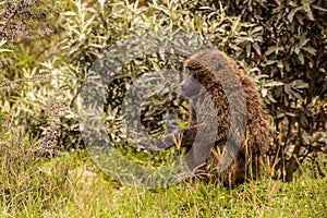 Olive Baboon (Papio anubis) in the Hell's Gate National Park, Ken