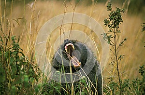 Olive Baboon, papio anubis, Male Yawning, Masai Mara Park in Kenya