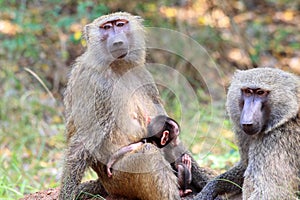 Olive Baboon