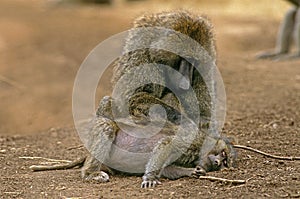 Olive Baboon, papio anubis, Pair Grooming, Masai Mara Park in Kenya