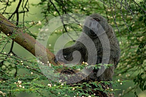 Olive baboon sits in tree eyeing camera