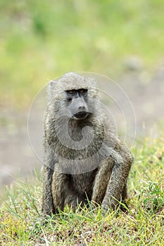 An Olive baboon sitting on the grass