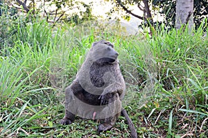 Olive baboon, Uganda