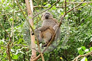 Olive Baboon up a tree