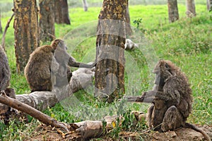 Olive baboons, Lake Nakuru National Park, Kenya