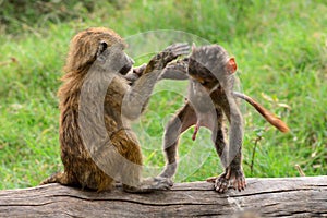 Olive baboons, Lake Nakuru National Park, Kenya