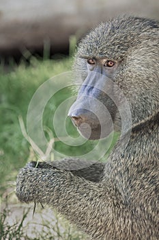 Olive Baboons