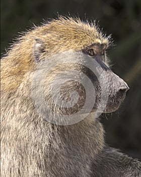 Olive Baboons