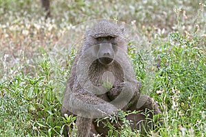 Olive baboons (Papio anubis) photo