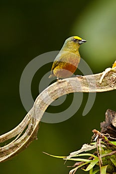Olive Backed Euphonia