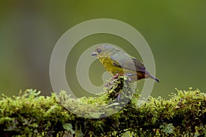 Olive-backed Euphonia 839977