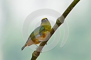 Olive backed euphonia