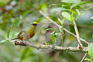 Olive backed euphonia