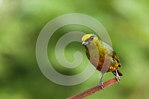 Olive backed euphonia