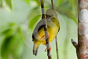 Olive backed euphonia